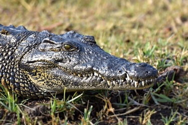 Die Krokodil and How the Crocodile Got its Scaly Skin