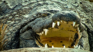 Die Krokodil and How the Crocodile Got its Scaly Skin