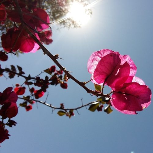pink bougainvillea in the gleaming sun