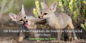 Die Fennek of Woestynjakkals, the Fennec or Desert Jackal and a Story