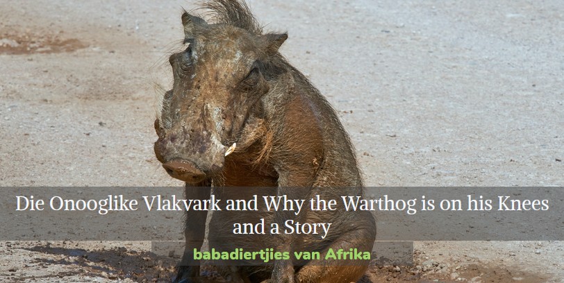 Die Onooglike Vlakvark and Why the Warthog is on his Knees
