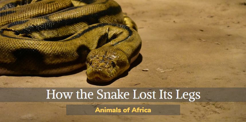 how the snake lost its legs