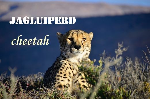 Cheetah, in Afrikaans is Jagluiperd,   Direct translation: Hunting lazy horse