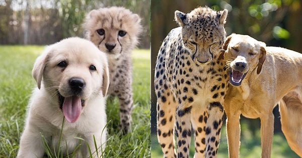 cheetah and dog can become friends - when cheetah first cried, a story