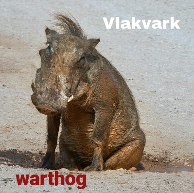 vlakvark - warthog - flat face pig