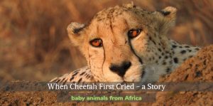 When Cheetah First Cried