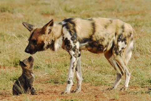 Why Wild Dogs Hunt Impalas Zebras, an African atmospheric  tale - wild dog and pup