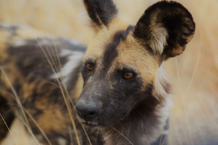 African hunting dog, Cape hunting dog, wild dog, hyena dog, painted wolf, painted dog, ornate wolf