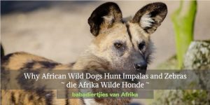 Why African Wild Dogs Hunt Impalas and Zebras, die Afrika Wilde Honde