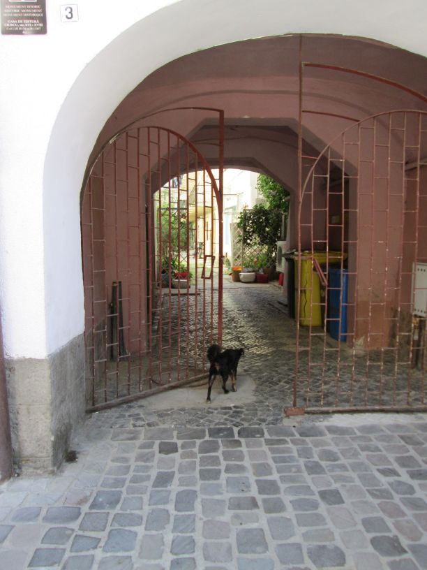 little dog outside a passage in Brasov, Scheii