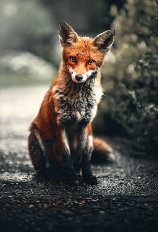 fox alexander andrews