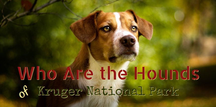 who are the hounds of Kruger National Park