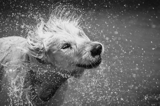 white shaggy dog shaking water
