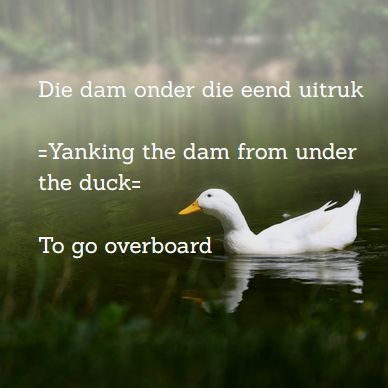 Die dam onder die eend uitruk = Yanking the dam from under the duck. To go overboard.