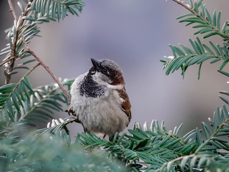 The Legend of the Christmas tree, the bird and the fir tree