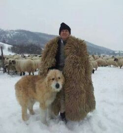 cioban dog Romanian shepherd Dacian hat
