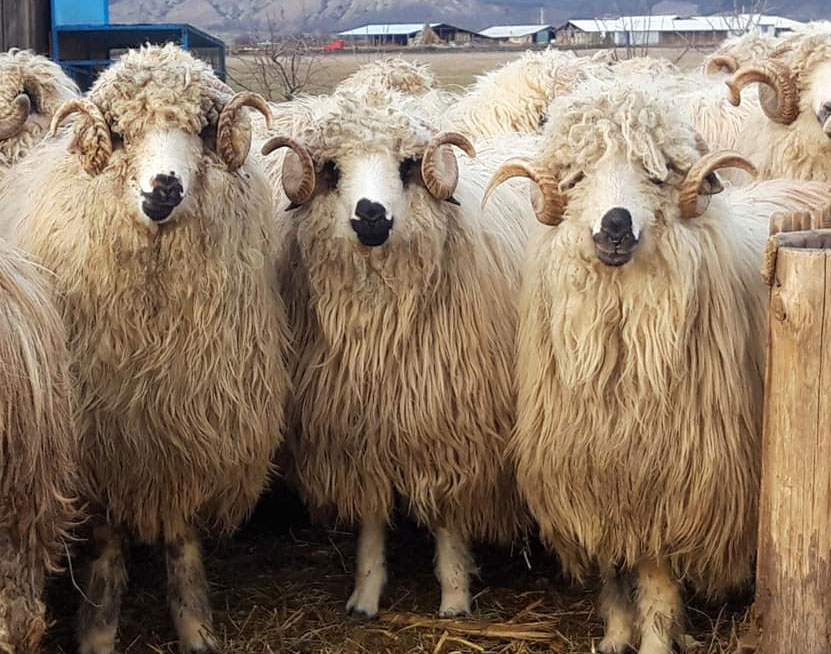 Romanian sheep Turcana #Im4Ro