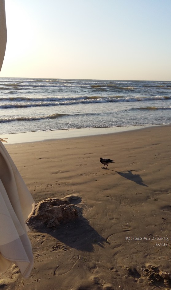 seagull morning light beach no waves 7am