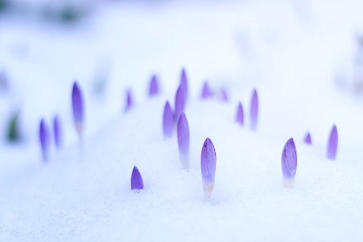 A single purple flower defied the frost's icy grip cautiously peeking out from beneath the security blanket of snow
