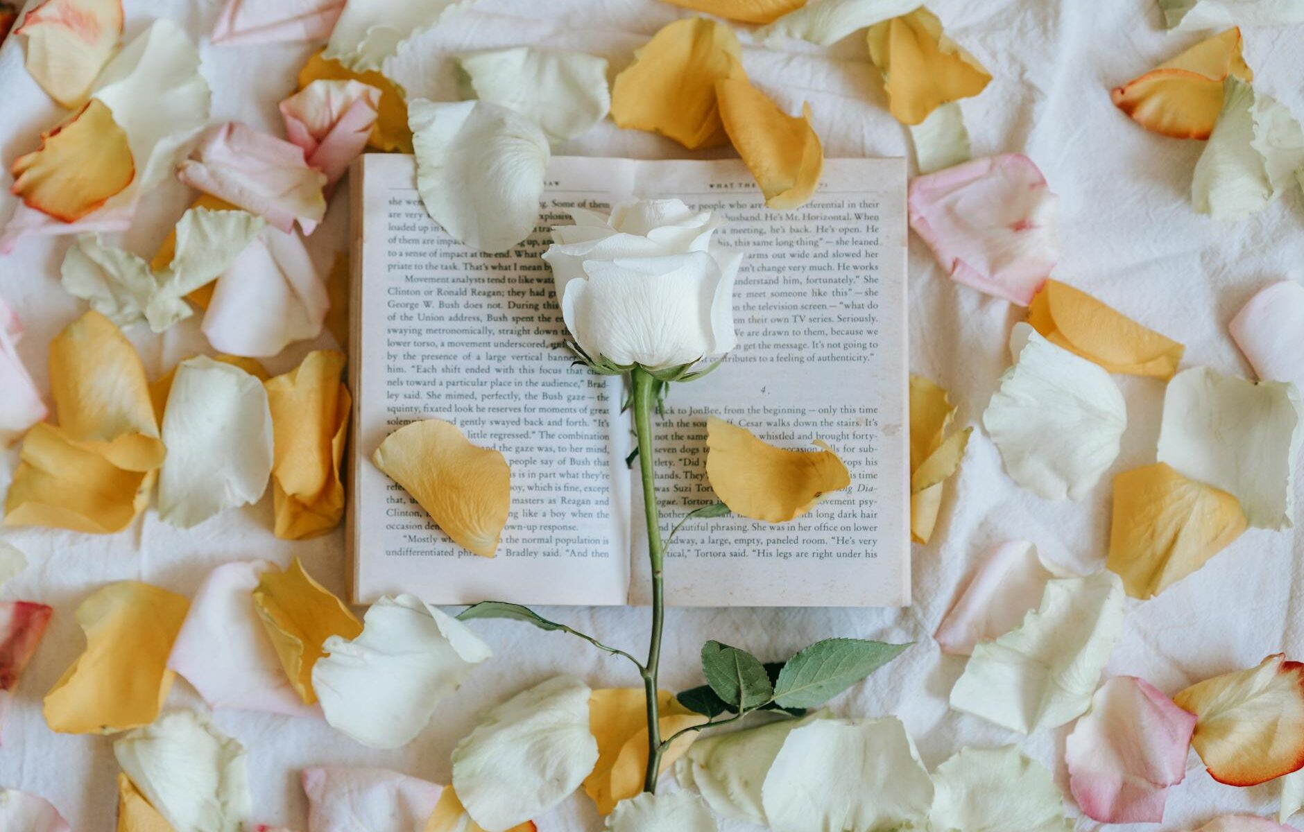 rose on book near scattered petals