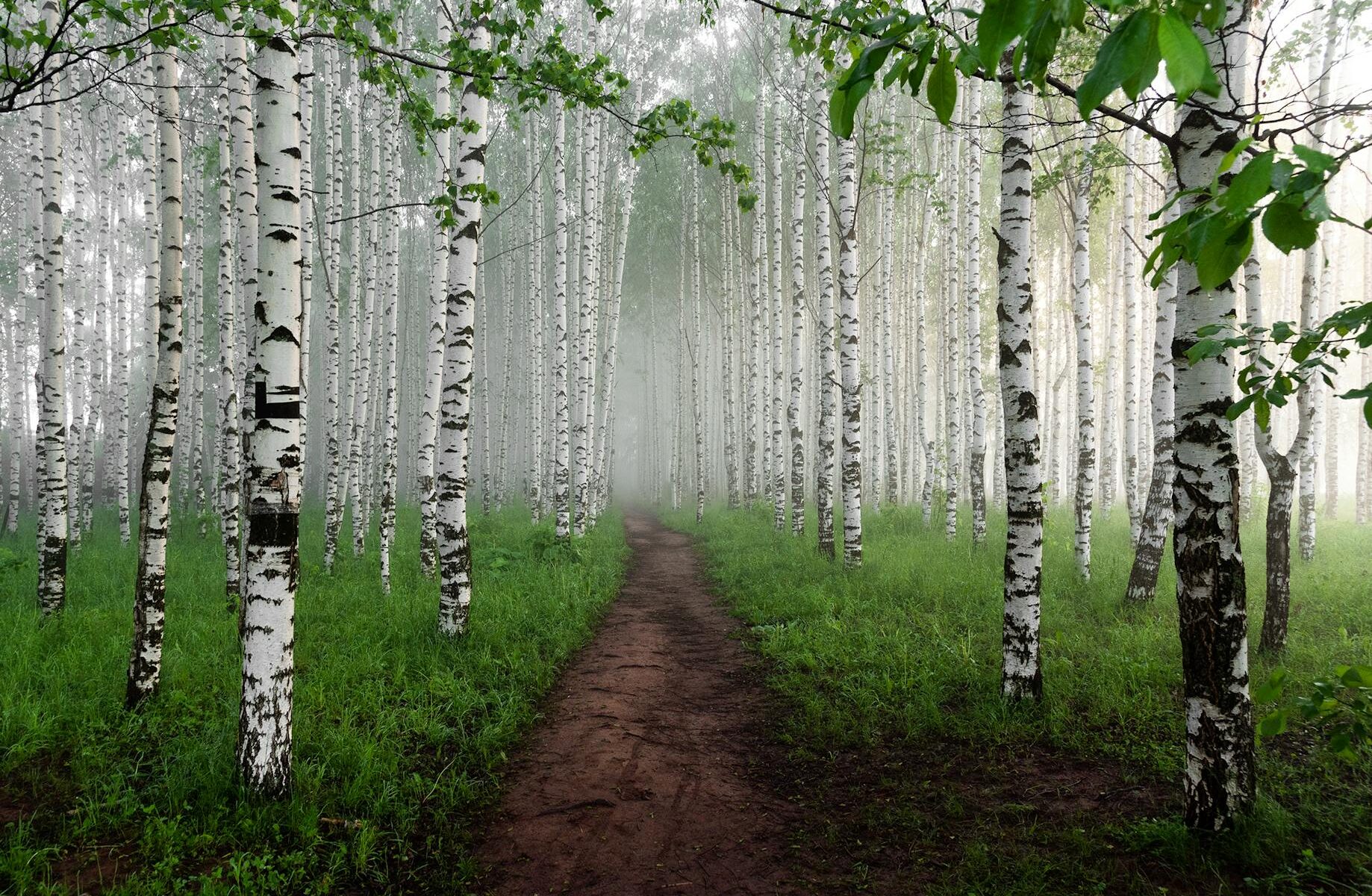 path in a foggy birch forest