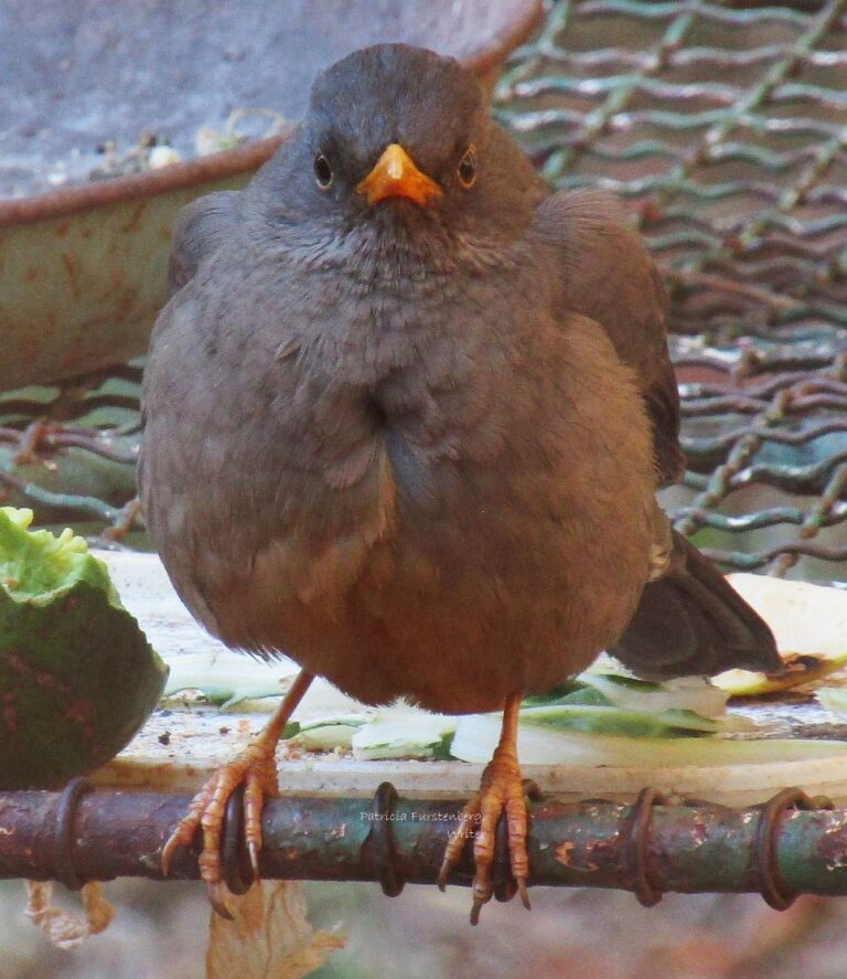 Birds From A South African Garden And Their Beautiful Legends