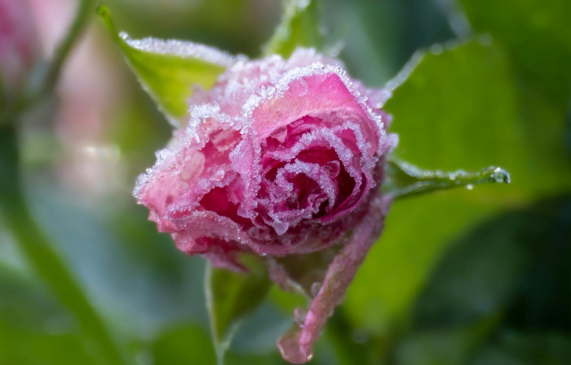 frozen pink rose in close up photography