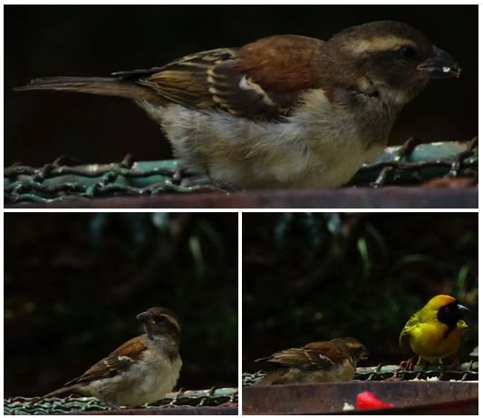 Cape Sparrow and a Masked Weaver sharing food.