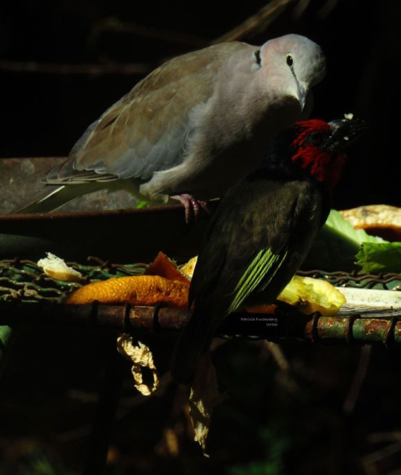 Cape-Turtle Dove asking a Red-Head Barbet if the food is tasty. Winter, South Africa