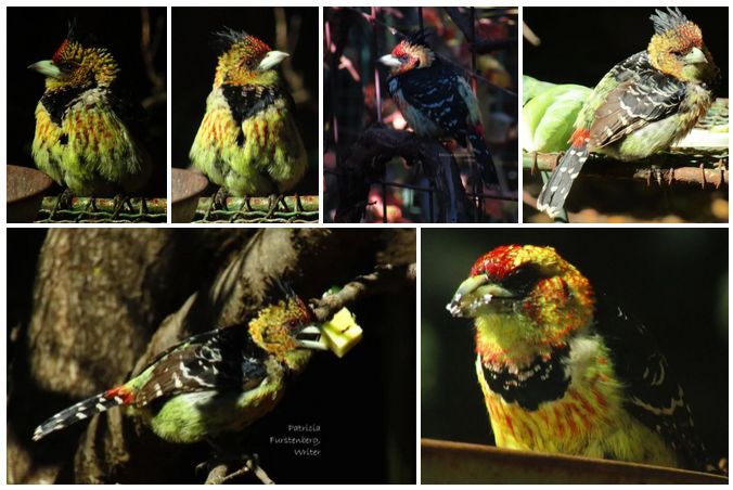 Crested Barbet, colorful birds who love fruits