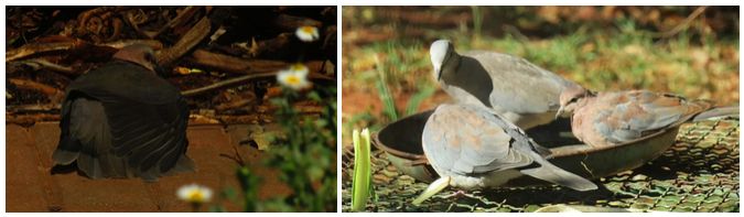 Laughing Doves in the sun