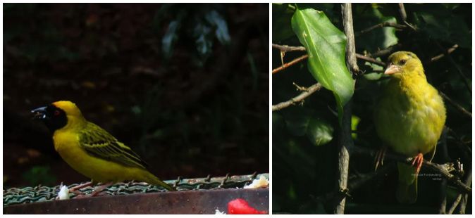 Masked Weaver, male and female