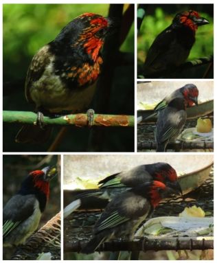 Red-Head Barbet birds sharing a meal