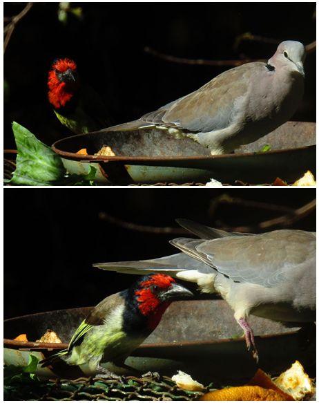 Red-Head Barbets chasing a Cape-Turtle Dove away from the food