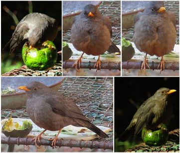 Thrush Birds love avocado