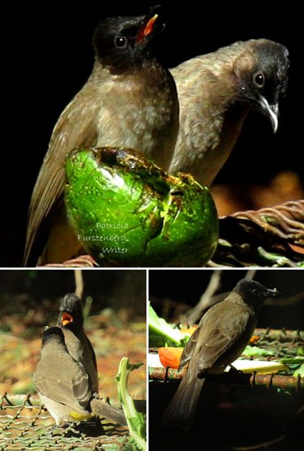 Tiptol Birds, how we call them in South Africa, or Dark-Capped Bulbuls love their avocado