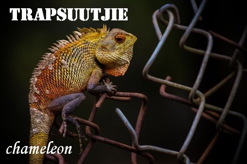 Trapsuutjie-chameleon-Afrikaans step softly