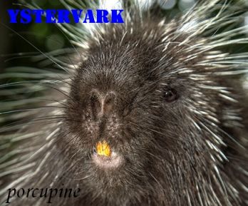 Ystervark-porcupine, ironpig