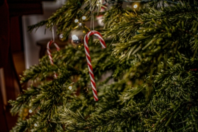 Christmas candy cane fir tree Jennifer Bonauer unsplash