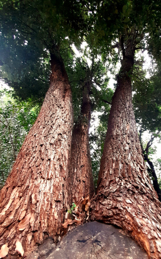 camphor tree with a  thick trunk 25 years old