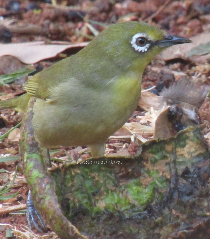 Cape White-eye loves avocado