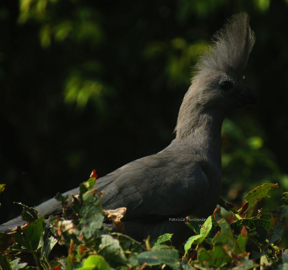 Grey Go-Away Bird, KWEvoël, on top of the vineyard, summer