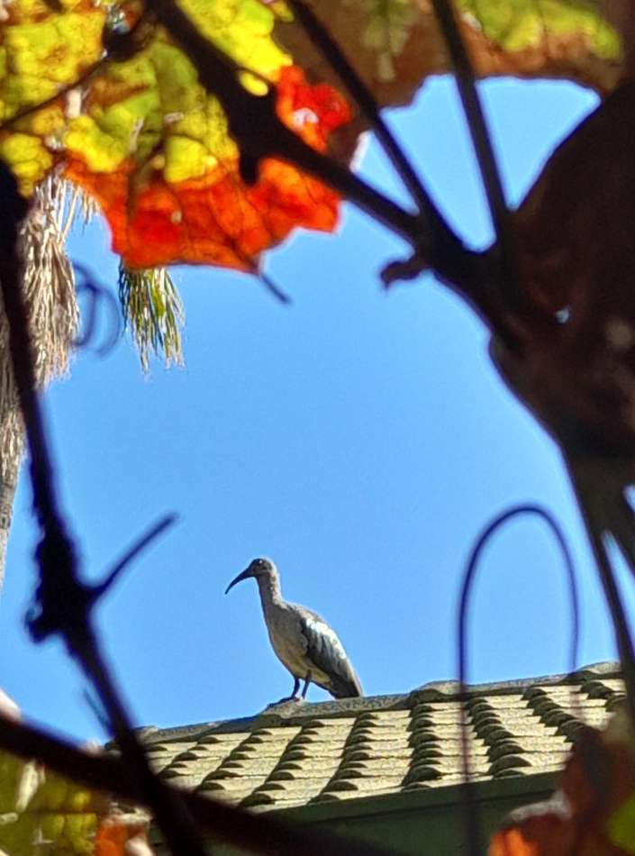 Hadada ibis on a roof, autumn