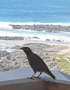 Myna bird enjoying the view on Durban coast