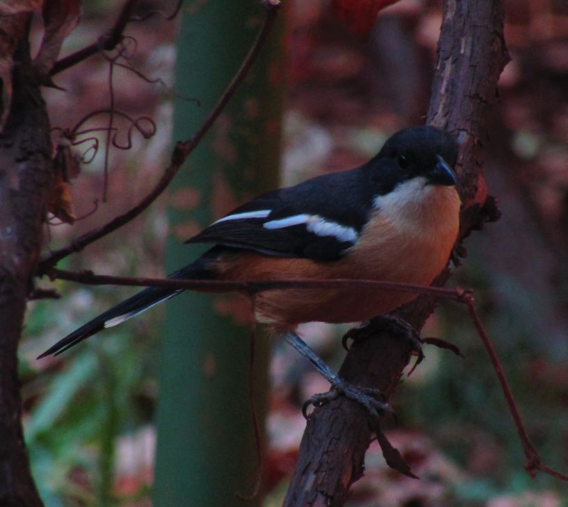 Southern Boubou bird in autumn