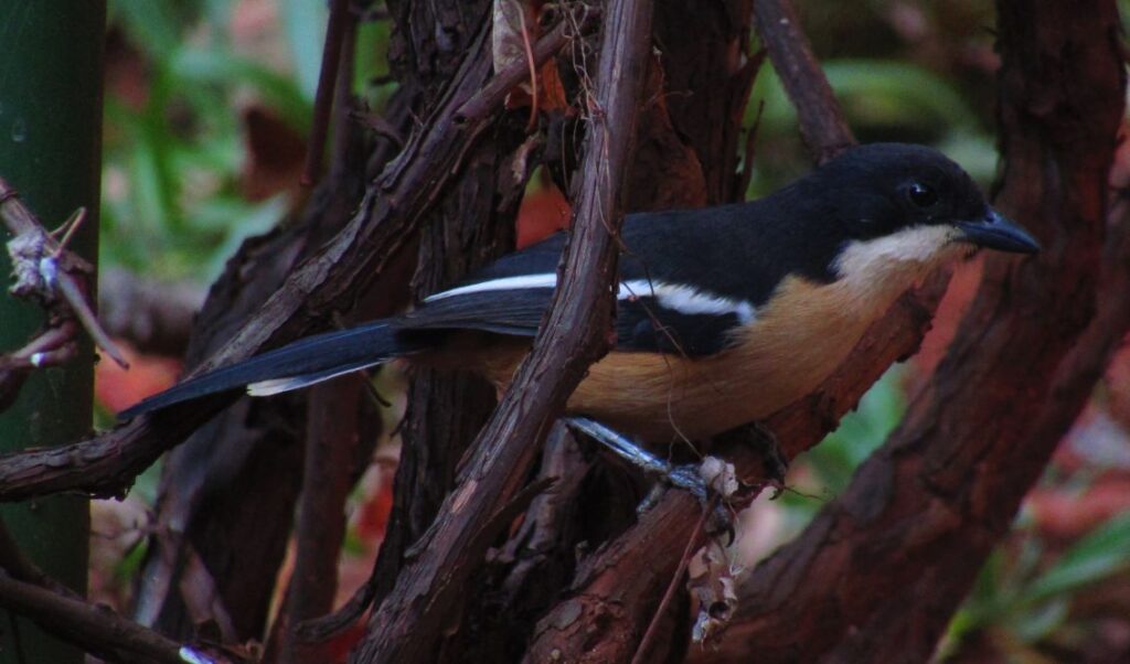 Plump Southern Boubou bird with a creamy throat and a striking white stripe on the dark wing
