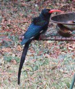 red billed woodhoopoe