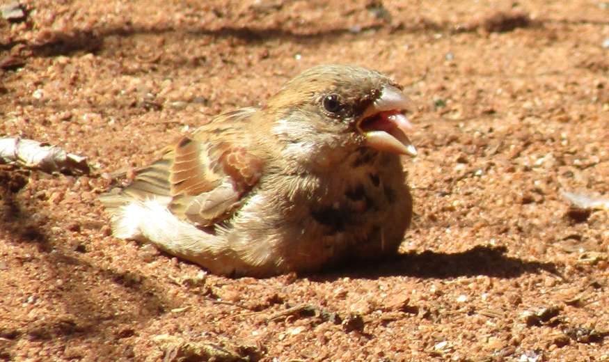 a sparrow taking a bath in dirt, garden birds