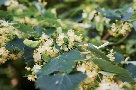 Linden flowers and green leaves flori de tei by Rasa Kasparaviciene, Unsplash
