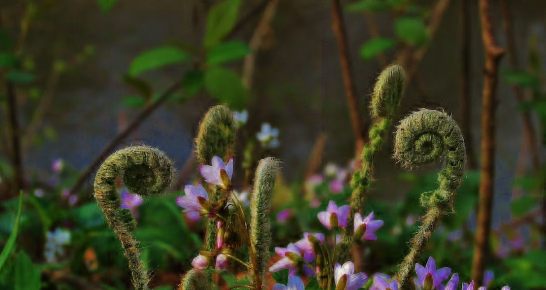 fern spiral fiddleheads purple flowers, photo on unsplash by James Ahlberg